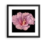 Cuadro Poster de Pared 30x30cm Póster Marco Hibisco Flor Rosa Wall Art Prints