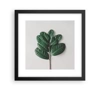 Cuadro Poster de Pared 30x30cm Póster Marco Hojas Planta Botánica Wall Art