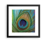Cuadro Poster de Pared 30x30cm Póster Marco Pavos Reales Pluma Arco Iris Art