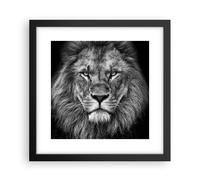 Cuadro Poster de Pared 30x30cm Póster Marco Retrato León Blanco Y Negro Wall Art
