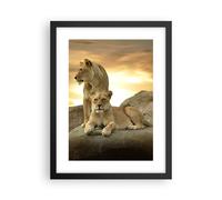 Cuadro Poster de Pared 30x40cm Marco Leones puesta de sol rocas garras Wall Art