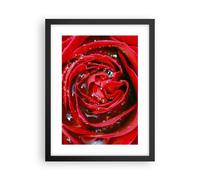 Cuadro Poster de Pared 30x40cm Póster Marco Rosa flor pétalos rocío Wall Art
