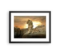 Cuadro Poster de Pared 40x30cm Marco Leones puesta de sol rocas garras Art