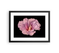Cuadro Poster de Pared 40x30cm Póster Marco Hibisco Flor Rosa Wall Art Prints