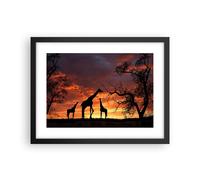 Cuadro Poster de Pared 40x30cm Póster Marco Jirafa África Sol Safari Wall Art