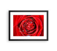 Cuadro Poster de Pared 40x30cm Póster Marco Rosa flor pétalos rocío Wall Art