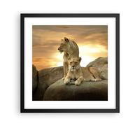 Cuadro Poster de Pared 40x40cm Marco Leones puesta de sol rocas garras Art