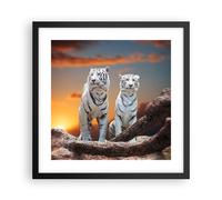 Cuadro Poster de Pared 40x40cm Marco Tigres blanco roca puesta del sol Art