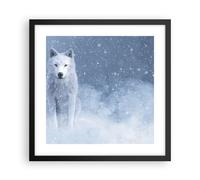 Cuadro Poster de Pared 40x40cm Póster Marco Blanco lobo nieve Wall Art Prints