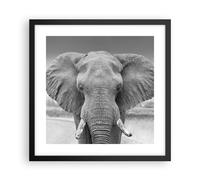 Cuadro Poster de Pared 40x40cm Póster Marco Elefante África Animales Wall Art