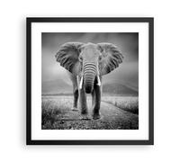 Cuadro Poster de Pared 40x40cm Póster Marco Elefante Salvaje Naturaleza Wall Art