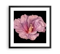 Cuadro Poster de Pared 40x40cm Póster Marco Hibisco Flor Rosa Wall Art Prints