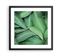 Cuadro Poster de Pared 40x40cm Póster Marco Hojas Eucalipto Naturaleza Wall Art