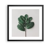 Cuadro Poster de Pared 40x40cm Póster Marco Hojas Planta Botánica Wall Art