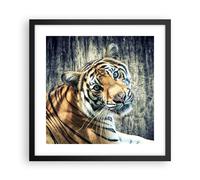 Cuadro Poster de Pared 40x40cm Póster Marco India piedra tigre salvaje Wall Art