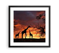Cuadro Poster de Pared 40x40cm Póster Marco Jirafa África Sol Safari Wall Art