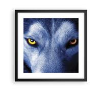 Cuadro Poster de Pared 40x40cm Póster Marco Mira El Lobo Ojos Wall Art Prints