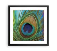 Cuadro Poster de Pared 40x40cm Póster Marco Pavos Reales Pluma Arco Iris Art