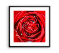 Cuadro Poster de Pared 40x40cm Póster Marco Rosa flor pétalos rocío Wall Art