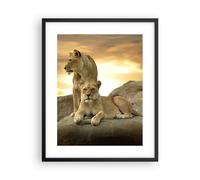 Cuadro Poster de Pared 40x50cm Marco Leones puesta de sol rocas garras Wall Art