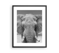 Cuadro Poster de Pared 40x50cm Póster Marco Elefante África Animales Wall Art