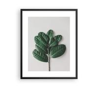 Cuadro Poster de Pared 40x50cm Póster Marco Hojas Planta Botánica Wall Art