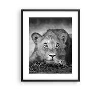 Cuadro Poster de Pared 40x50cm Póster Marco León Asia Retrato Wall Art Prints