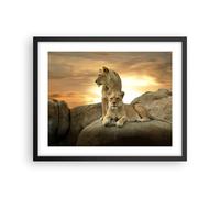 Cuadro Poster de Pared 50x40cm Marco Leones puesta de sol rocas garras Art