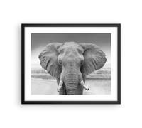 Cuadro Poster de Pared 50x40cm Póster Marco Elefante África Animales Wall Art