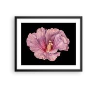 Cuadro Poster de Pared 50x40cm Póster Marco Hibisco Flor Rosa Wall Art Prints
