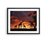Cuadro Poster de Pared 50x40cm Póster Marco Jirafa África Sol Safari Wall Art