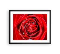Cuadro Poster de Pared 50x40cm Póster Marco Rosa flor pétalos rocío Wall Art