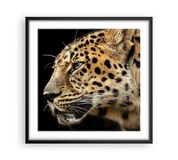 Cuadro Poster de Pared 50x50cm Animales leopardo gato salvaje animales salvajes
