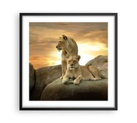 Cuadro Poster de Pared 50x50cm Marco Leones puesta de sol rocas garras Art