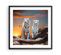 Cuadro Poster de Pared 50x50cm Marco Tigres blanco roca puesta del sol Art