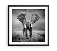 Cuadro Poster de Pared 50x50cm Póster Marco Elefante Salvaje Naturaleza Wall Art