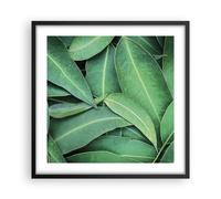 Cuadro Poster de Pared 50x50cm Póster Marco Hojas Eucalipto Naturaleza Wall Art