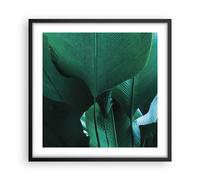 Cuadro Poster de Pared 50x50cm Póster Marco Hojas Palmeras Plátano Wall Art