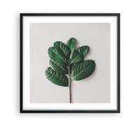 Cuadro Poster de Pared 50x50cm Póster Marco Hojas Planta Botánica Wall Art