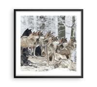 Cuadro Poster de Pared 50x50cm Póster Marco Manada Lobos Invierno Wall Art