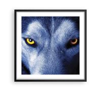 Cuadro Poster de Pared 50x50cm Póster Marco Mira El Lobo Ojos Wall Art Prints