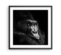 Cuadro Poster de Pared 50x50cm Póster Marco Mono Gorila Retrato Wall Art Prints