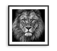 Cuadro Poster de Pared 50x50cm Póster Marco Retrato León Blanco Y Negro Wall Art