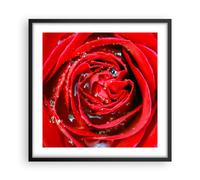 Cuadro Poster de Pared 50x50cm Póster Marco Rosa flor pétalos rocío Wall Art