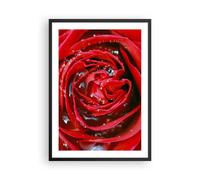 Cuadro Poster de Pared 50x70cm Póster Marco Rosa flor pétalos rocío Wall Art