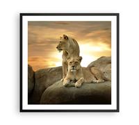 Cuadro Poster de Pared 60x60cm Marco Leones puesta de sol rocas garras Art