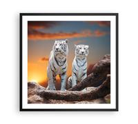 Cuadro Poster de Pared 60x60cm Marco Tigres blanco roca puesta del sol Art