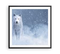 Cuadro Poster de Pared 60x60cm Póster Marco Blanco lobo nieve Wall Art Prints