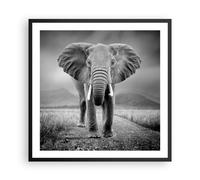 Cuadro Poster de Pared 60x60cm Póster Marco Elefante Salvaje Naturaleza Wall Art