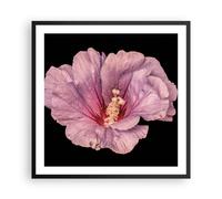 Cuadro Poster de Pared 60x60cm Póster Marco Hibisco Flor Rosa Wall Art Prints